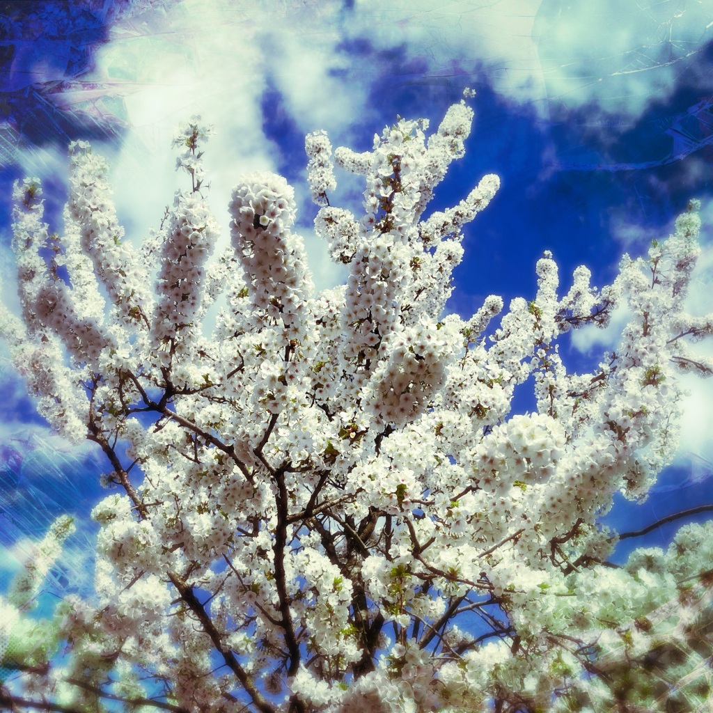 White flowers against that blue sky