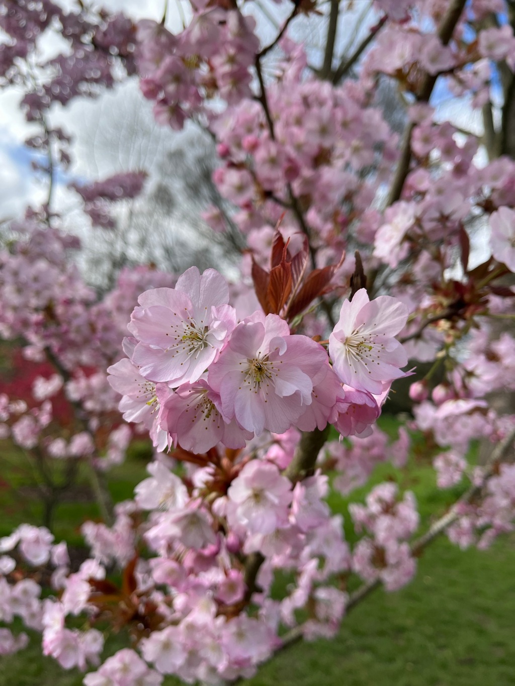 Spring has sprung at Kew Gardens